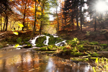 Sonnenlicht im Herbstwald