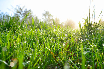 Frühling Morgentau Wiese