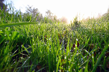 Frühling Morgentau Wiese