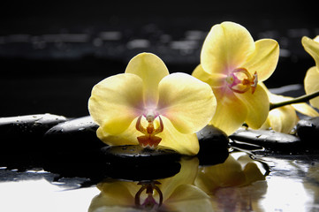 Fototapeta na wymiar spa concept –yellow branch orchid with wet background