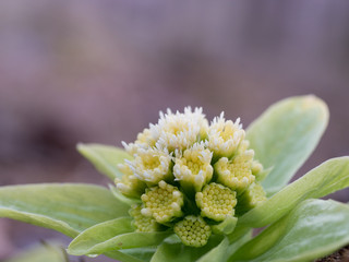 山野の蕗の花蕾