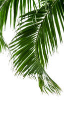 green palm leaves isolated on white background, clipping path in