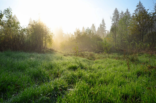 Fr&uuml;hling Morgentau Wiese