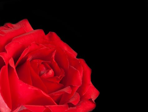 red rose on black background, valentine day and love concept