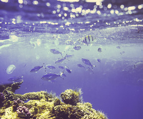 Fototapeta na wymiar Fish underwater