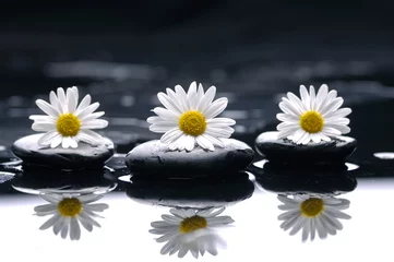 Fototapeten Gerbera (afrikanisches Gänseblümchen) mit Therapiesteinreflexion © Mee Ting