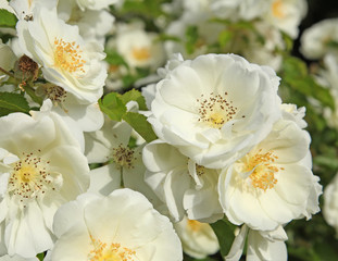 rosier blanc Iceberg