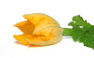 Naklejka premium fleurs de courgette