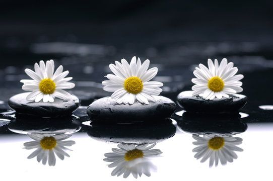 Gerbera (african daisy) with therapy stones reflection