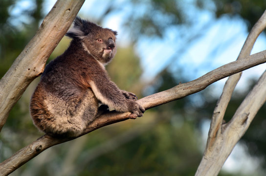 Koala sit on an eucalyptus tree