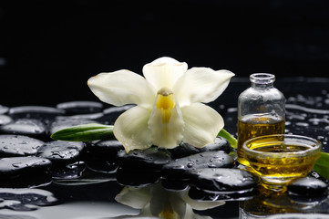 White orchid with pebbles and massage oil , on wet background