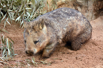 Wombat