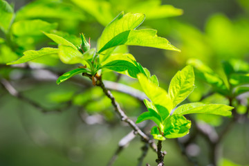 Beautiful green tree leaves in the spring time