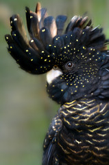 Red-tailed Black Cockatoo © Rafael Ben-Ari