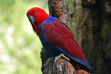 Fototapeta na wymiar Female Eclectus Parrot