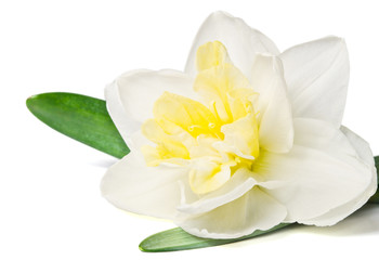 daffodil isolated on a white background