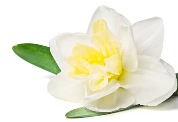 Crédence de cuisine en verre imprimé Narcisse Jonquille isolé sur fond blanc