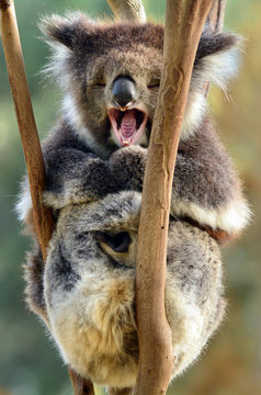Koala yawning on an eucalyptus tree