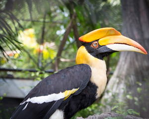 Close up head of Great hornbill (Great indian hornbill, Great pi