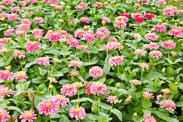 the flower in the garden