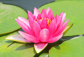 Pink Lotus flower beautiful lotus.