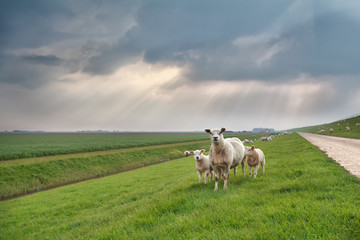 Fototapeta premium sheep and lambs on green pasture