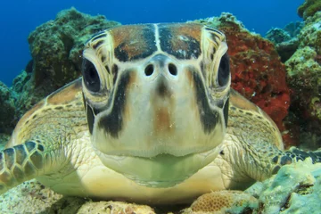 Papier Peint photo autocollant Tortue Visage mignon de tortue de mer