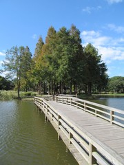 水元公園の池と木道
