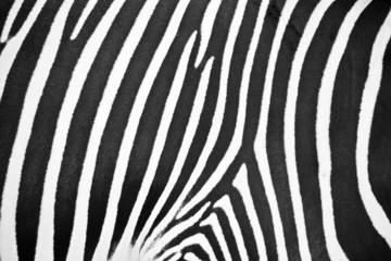 Fototapeta na wymiar Zebra Muster / Fell