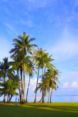 Fototapeta premium 青空と椰子の木 Palm trees and blue sky