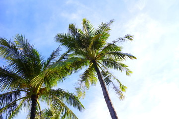 青空と椰子の木　Palm trees and blue sky
