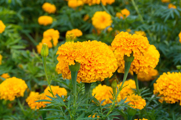 Marigolds flower garden