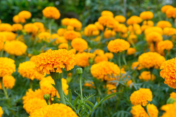 Marigolds flower garden 2