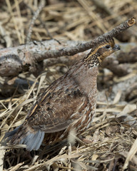 Bobwhtie Quail