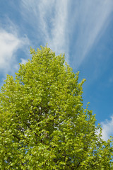 Lindenkrone