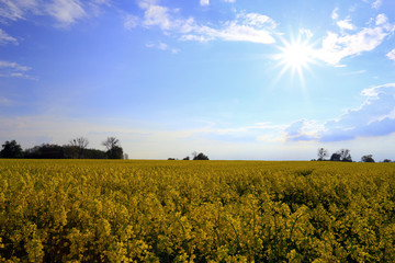colza field in sunny day