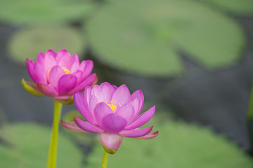 Obraz premium Two pink water lilies