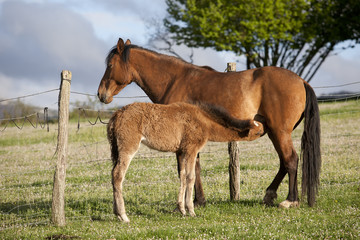 Obraz premium Foal suckling his mother