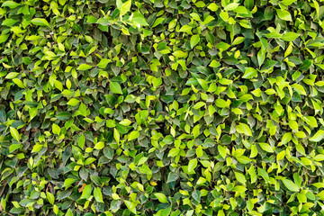 texture ficus