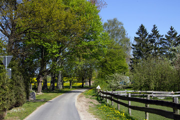 Allee im Frühling
