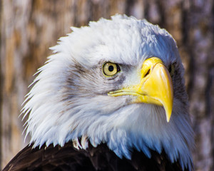 Obraz premium Bald Eagle