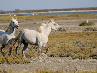 Naklejka premium Galloping white horses with flamingos in the back in France
