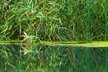 overgrown shore