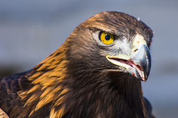 Fototapeta premium Golden Eagle