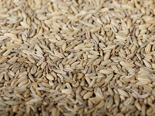 Heaps of dried fennel seeds usable as a background