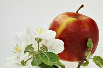 rotgelber Apfel mit Blüten