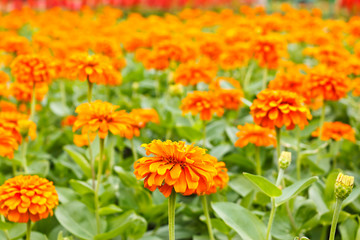 the flower in the garden