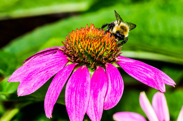 Bumble Bee on Purple Coneflower