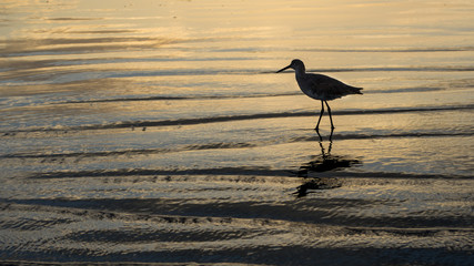 Sandpiper © Randy Runtsch