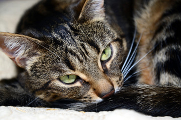 Egyptian Mau - evil cat